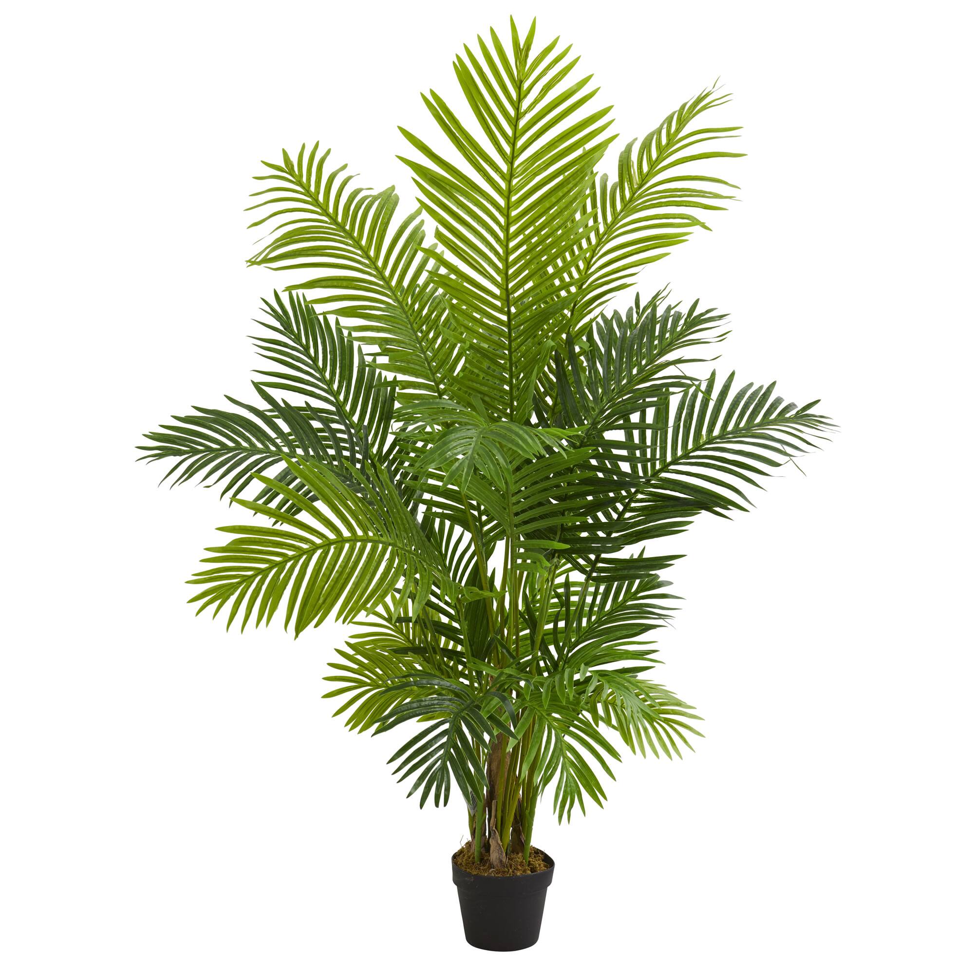 5ft. Potted Hawaii Palm Tree